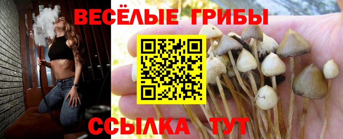 Галлюциногенные грибы GOLDEN TEACHER  продажа наркотиков  Владикавказ  Вход с VPN 